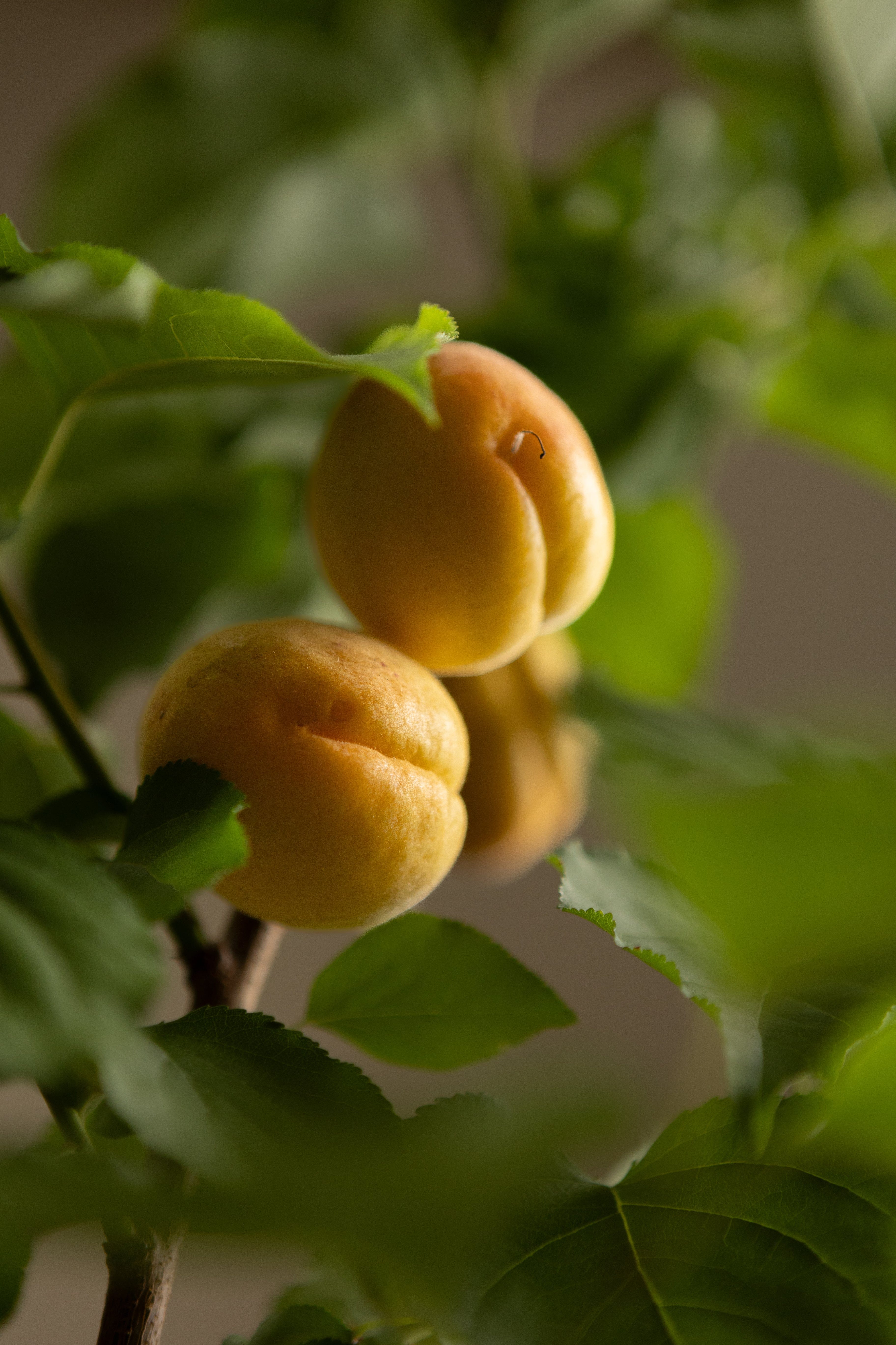 Apricot-Shrubb-