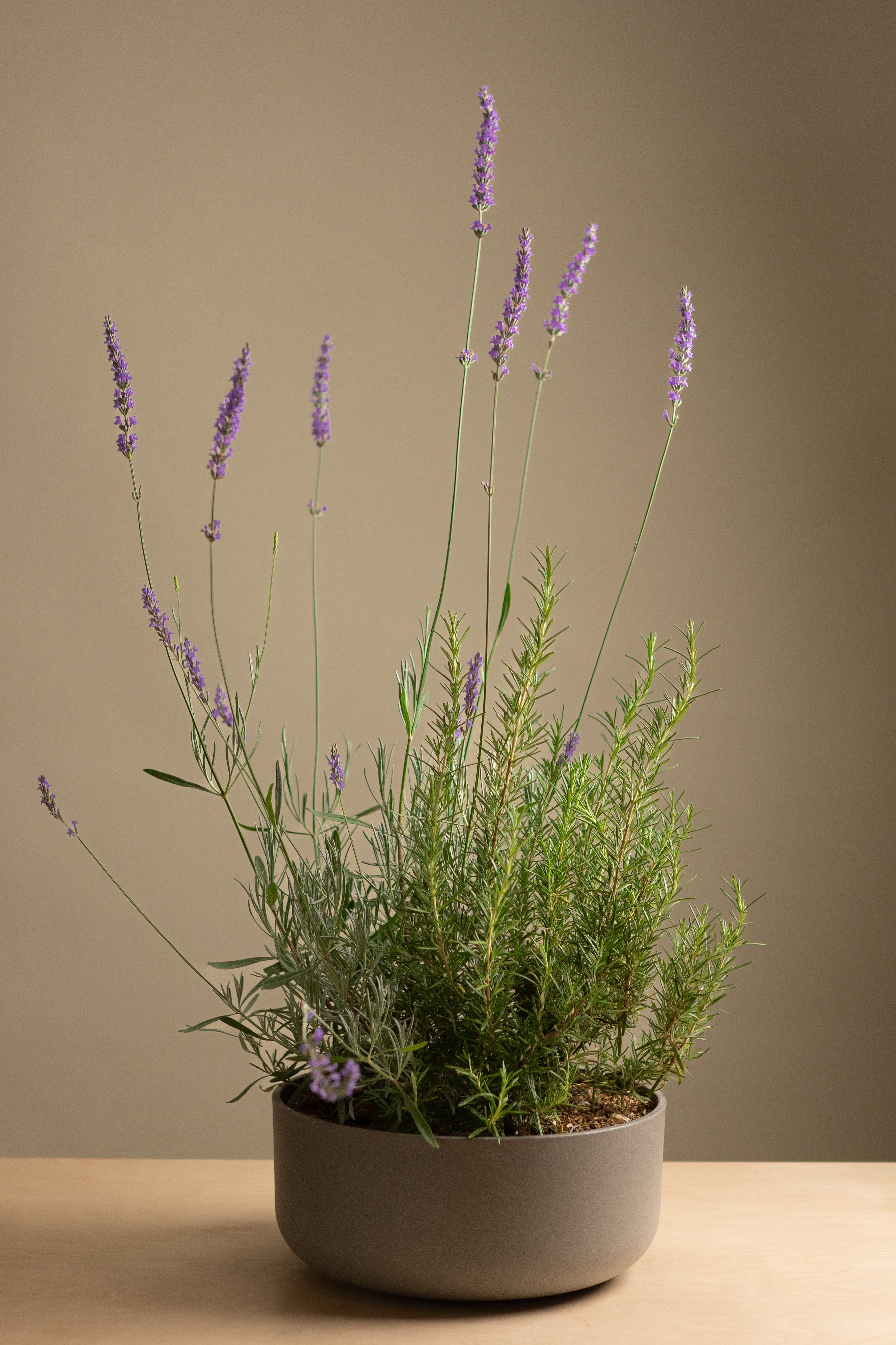 Lavender + Rosemary Bundle (Round)-Shrubb-