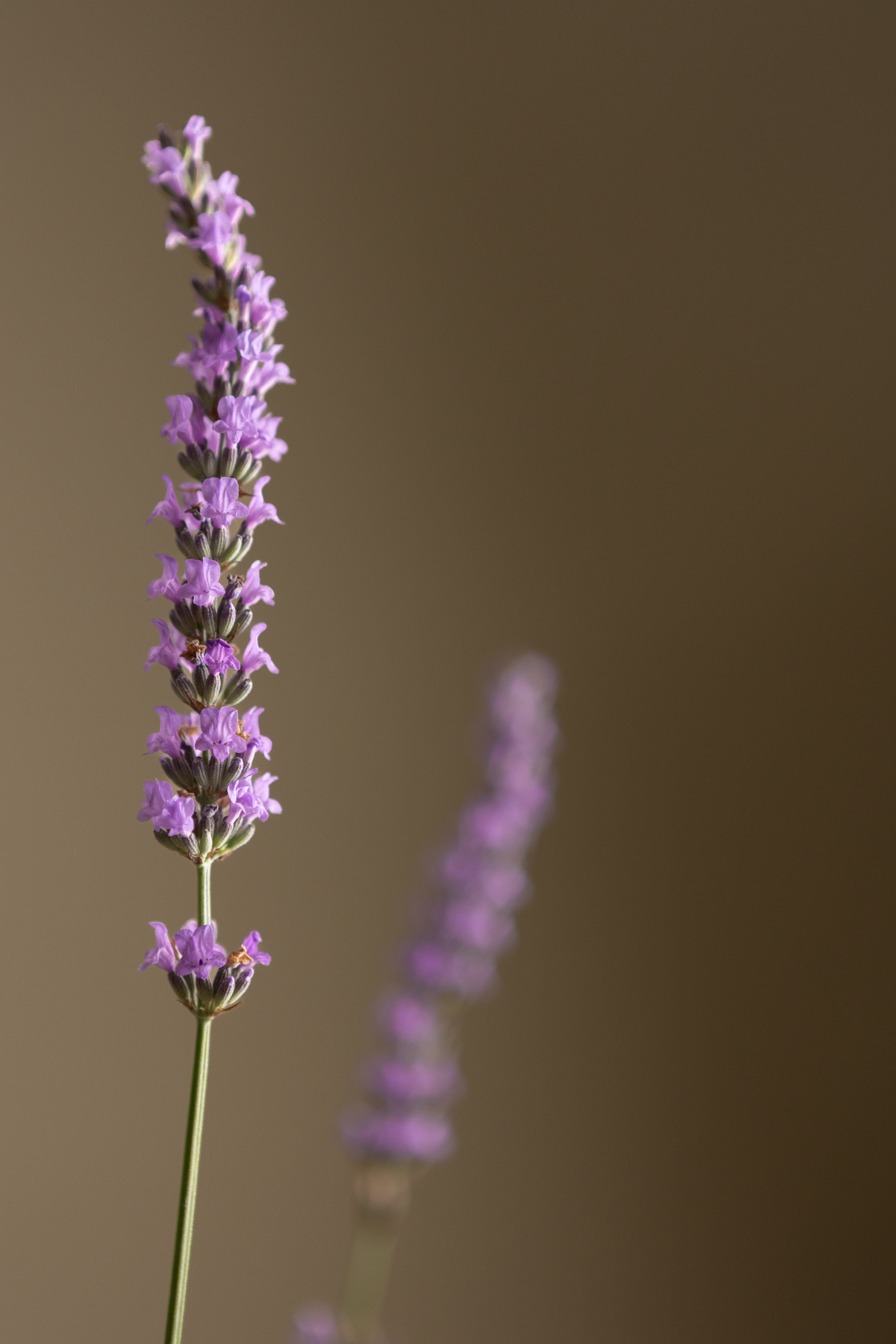 Lavender + Rosemary Bundle (Round)-Shrubb-
