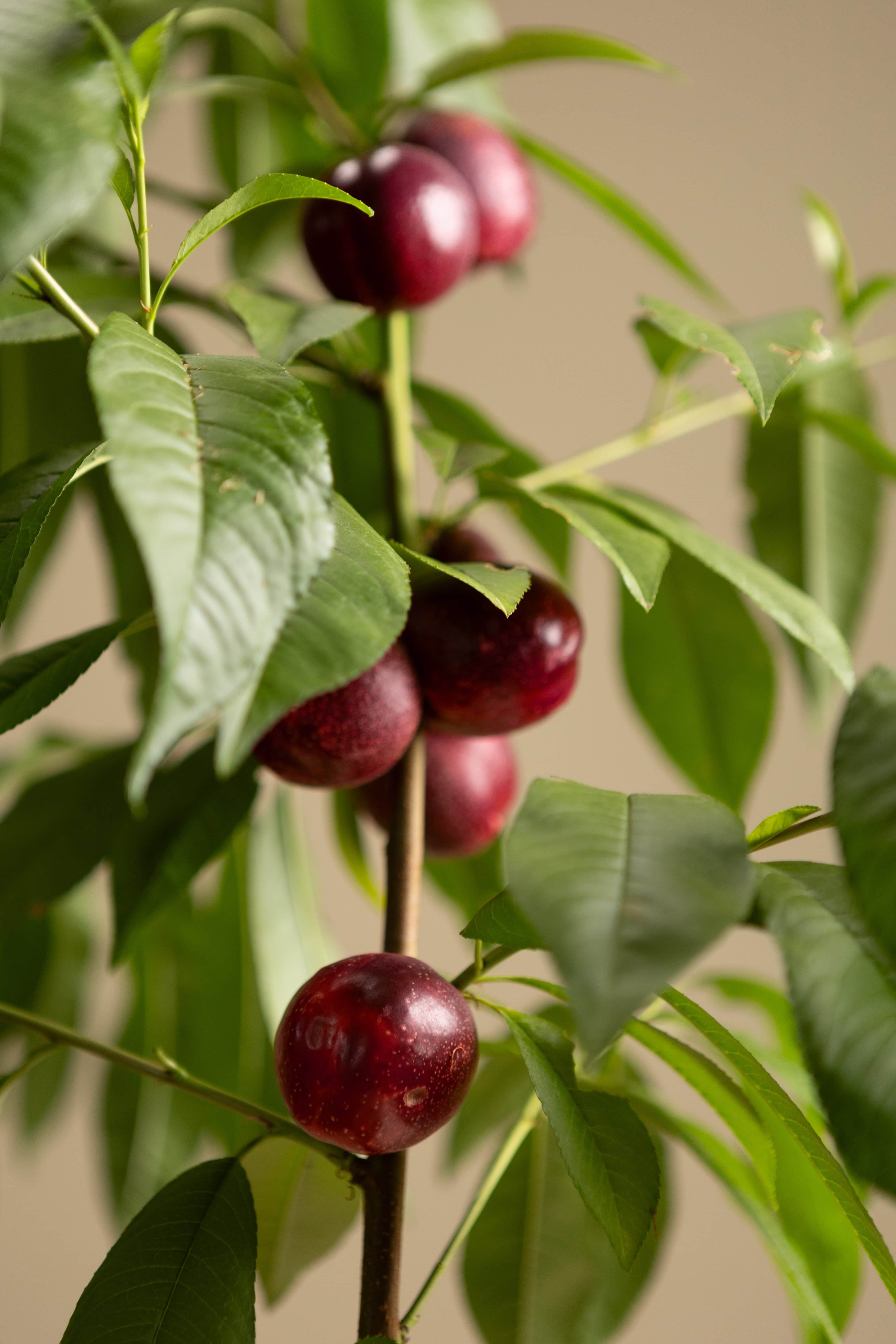 Red Flesh Nectarine-Fruit Tree-Raintree-