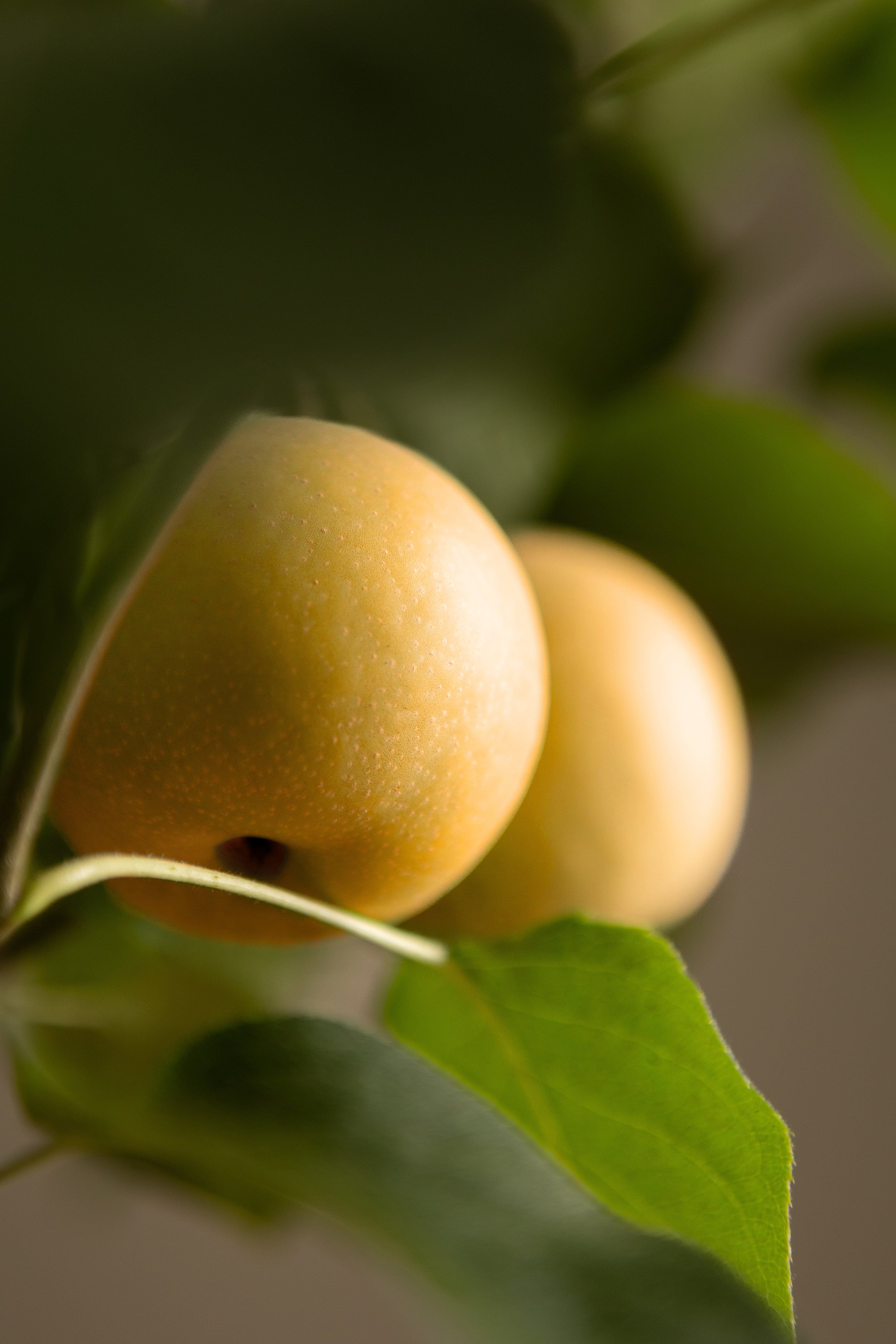 Asian Pear-Shrubb-
